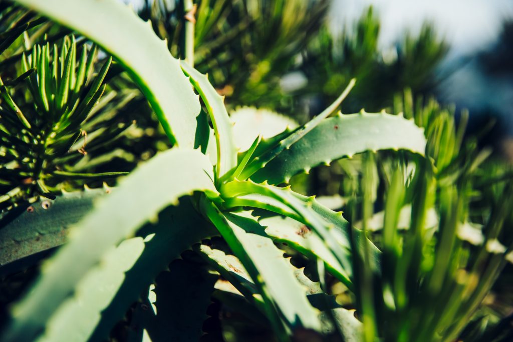Kindlewood Estate Aloe Plant